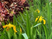 IMG_0958.jpeg