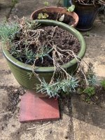 IMG_0225.jpeg
