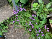 IMG_0960.jpeg