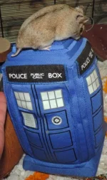 Police box caption.jpeg