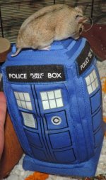 Police box caption.jpeg
