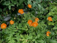 IMG_0968.jpeg