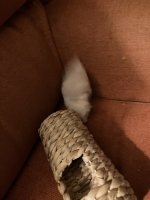 IMG_0643.jpeg