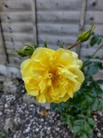 IMG_20230614_171344646_HDR.webp