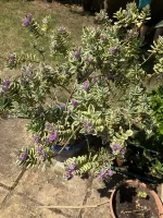 IMG_0235.jpeg