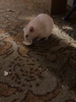 IMG_0672.jpeg