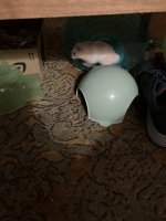 IMG_0708.jpeg