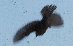 P6290168 cropped.jpg