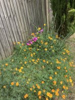 IMG_0269.jpeg
