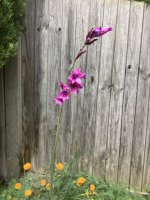 IMG_0270.jpeg