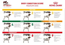 body-condition-score-dog_1.jpg