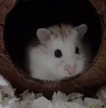 White faced.jpg