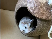Pip in coconut.jpg