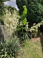 IMG_0292.jpeg