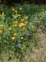 IMG_0294.jpeg