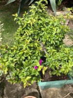 IMG_0301.jpeg IMG_0301.jpeg