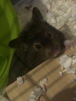 IMG_1004.jpeg