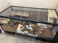 IMG_6706.jpeg