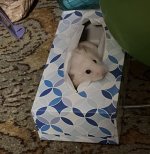IMG_0584.jpeg
