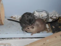 DSCN4015.webp