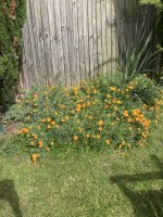 IMG_0325.jpeg