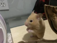 Pixie.jpeg Pixie.jpeg