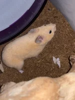 Crybaby.jpeg Crybaby.jpeg