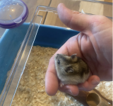 hamster.png