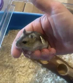 hamster1.webp