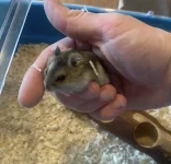 hamster2.webp