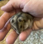 hamster3.webp