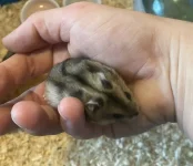 hamster4.webp