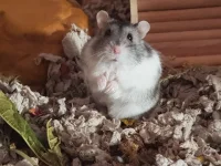 I found this pose works very well.