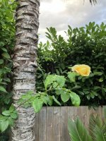 IMG_0340.jpeg