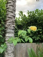 IMG_0340.jpeg
