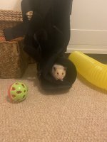 IMG_4006.jpeg