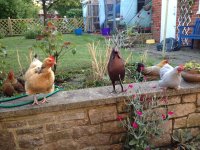 IMG_0060.jpeg