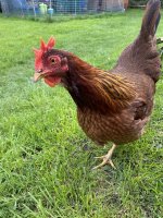 IMG_2995.jpeg