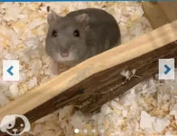 Screenshot_20230916-212109_Samsung Internet.webp