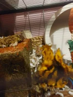 20230920_064259.webp