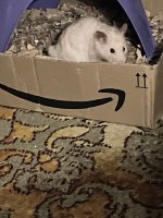 IMG_0972.jpeg