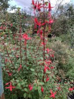 IMG_3002.jpeg