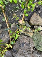 IMG_1010.jpeg