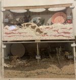 IMG_5262.jpeg