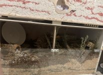 IMG_5271.jpeg