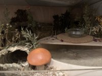 IMG_5325.jpeg