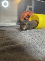 IMG_2734.jpeg