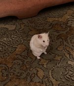 IMG_1098.jpeg