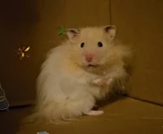 Cinnamon meerkating.jpg