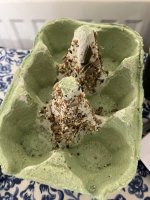 IMG_1118.jpeg